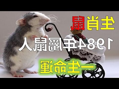 1984 年 生肖